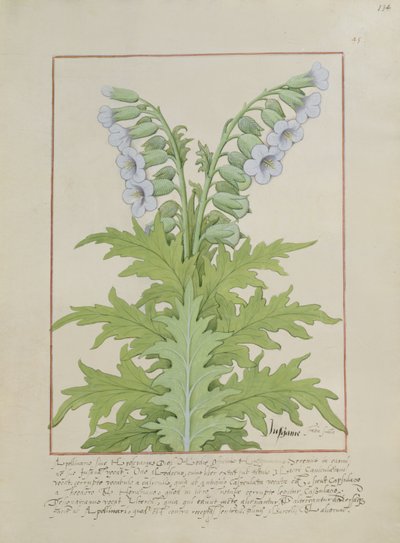 Illustration from The Book of Simple Medicines by Mattheaus Platearius by Robinet Testard